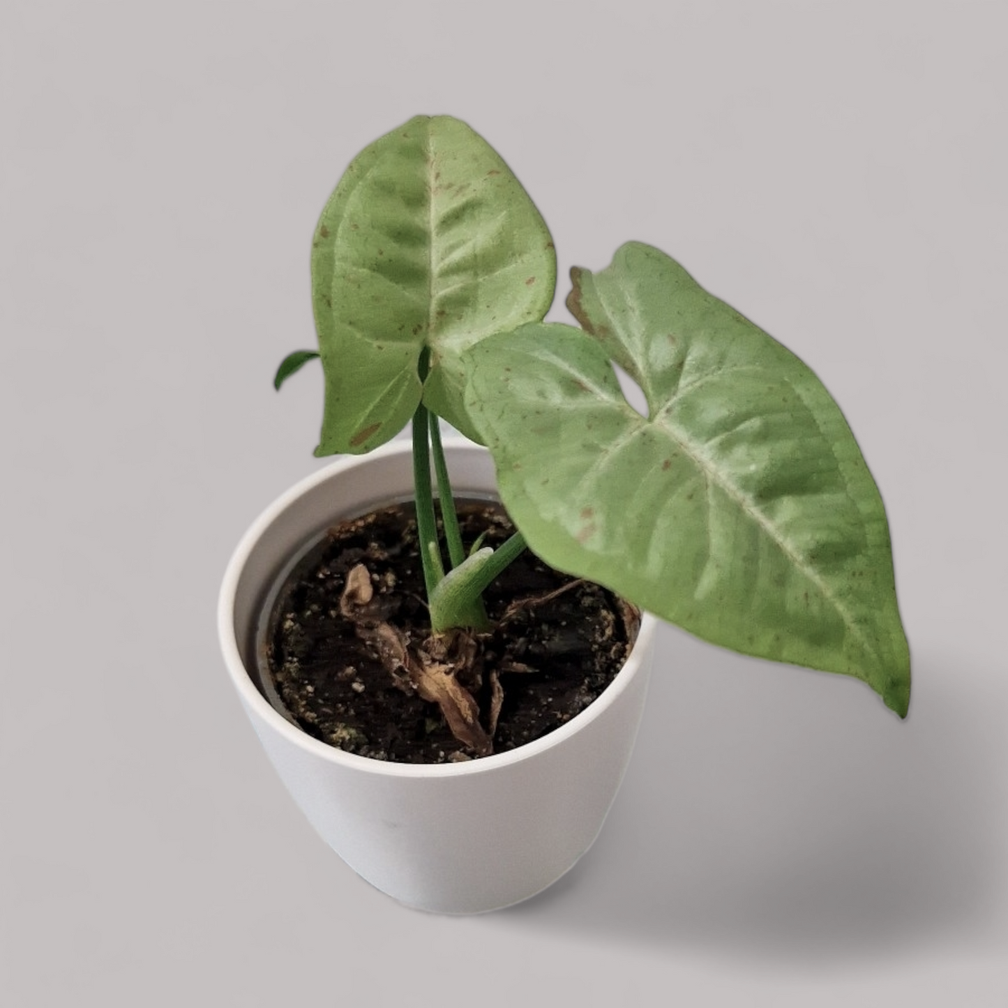 Syngonium podophyllum 'Milk Confetti'