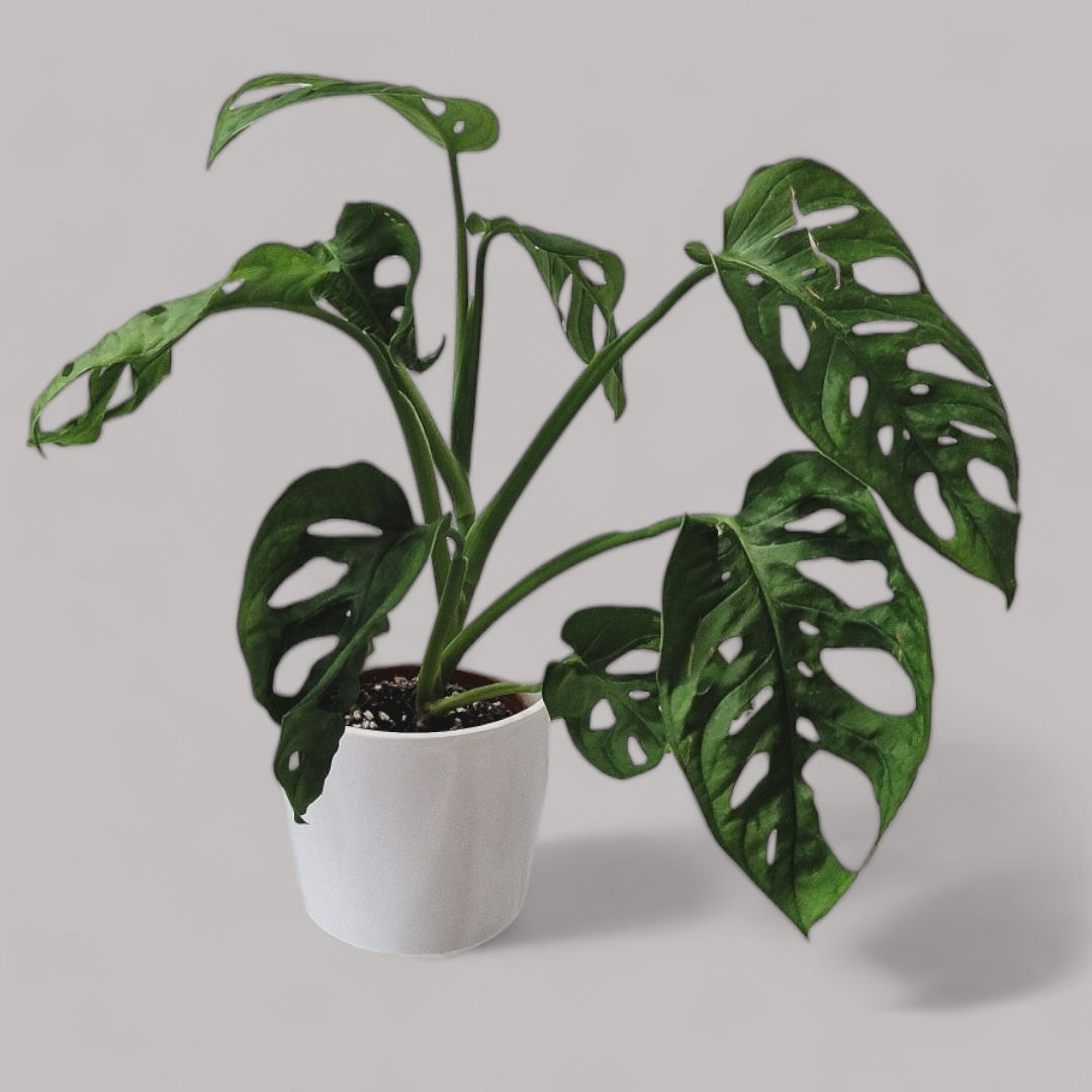 Monstera Adansonii
