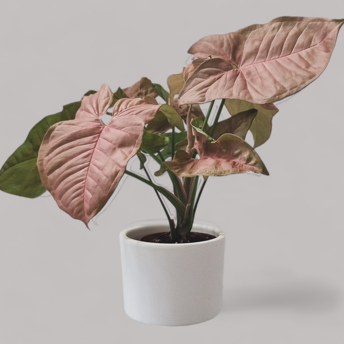 Syngonium Neon Robusta