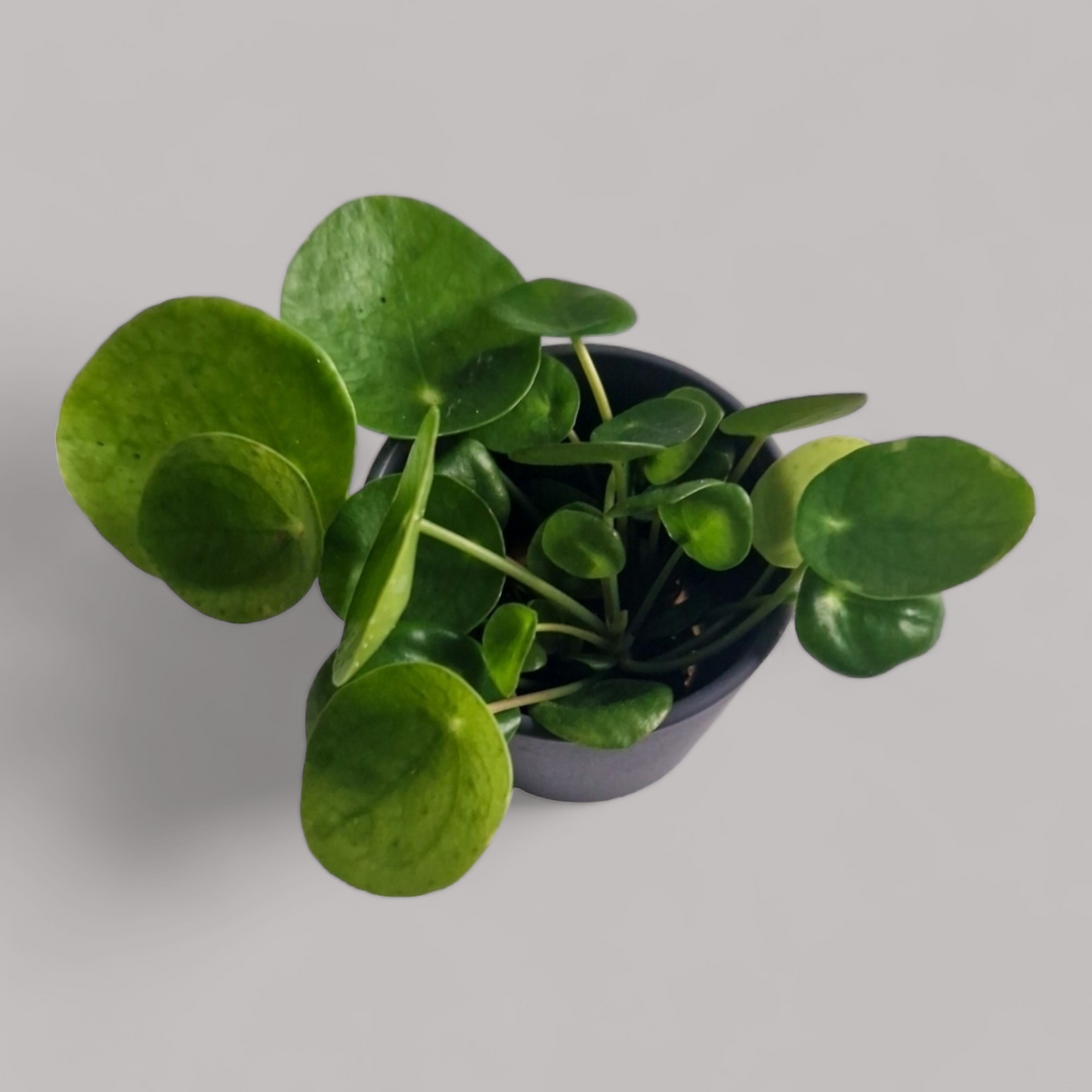 Pilea Peperomioides