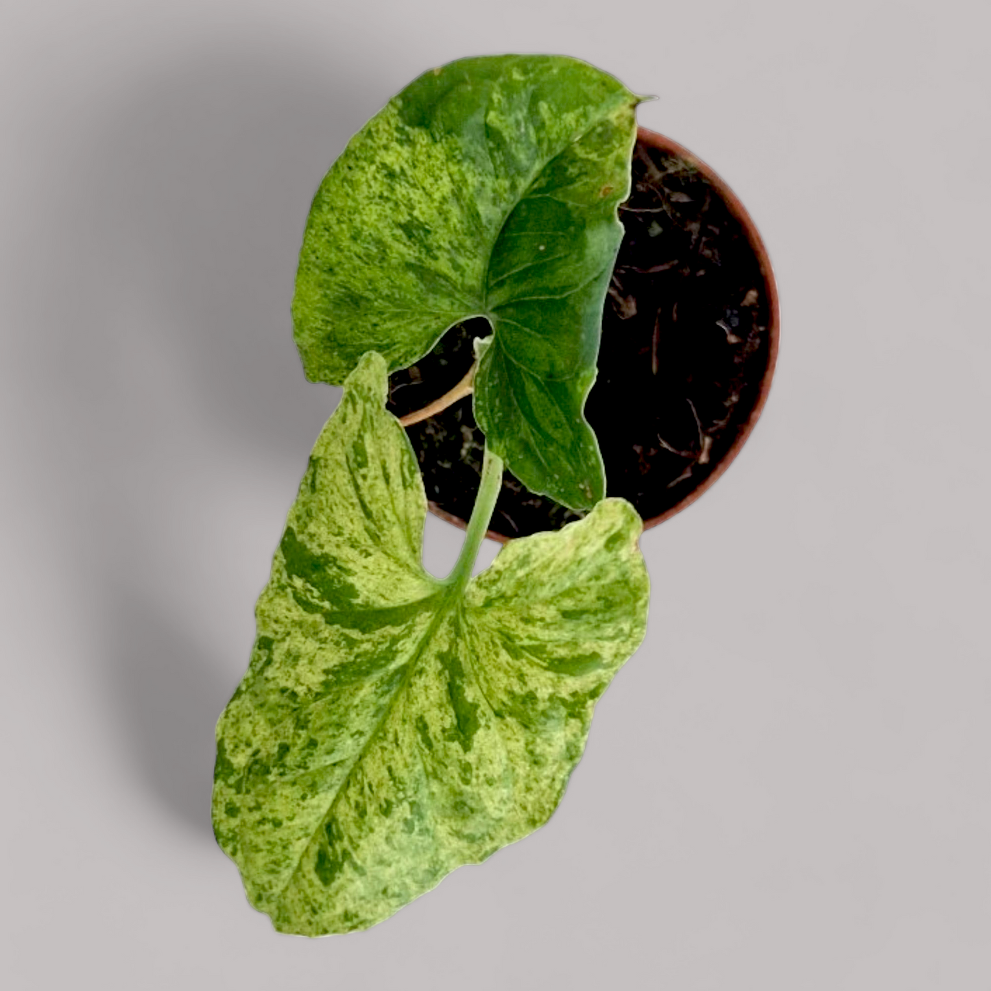 Syngonium podophyllum 'Mottled Leaf'