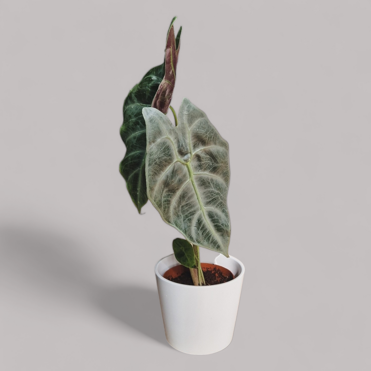 Alocasia Longiloba Silver