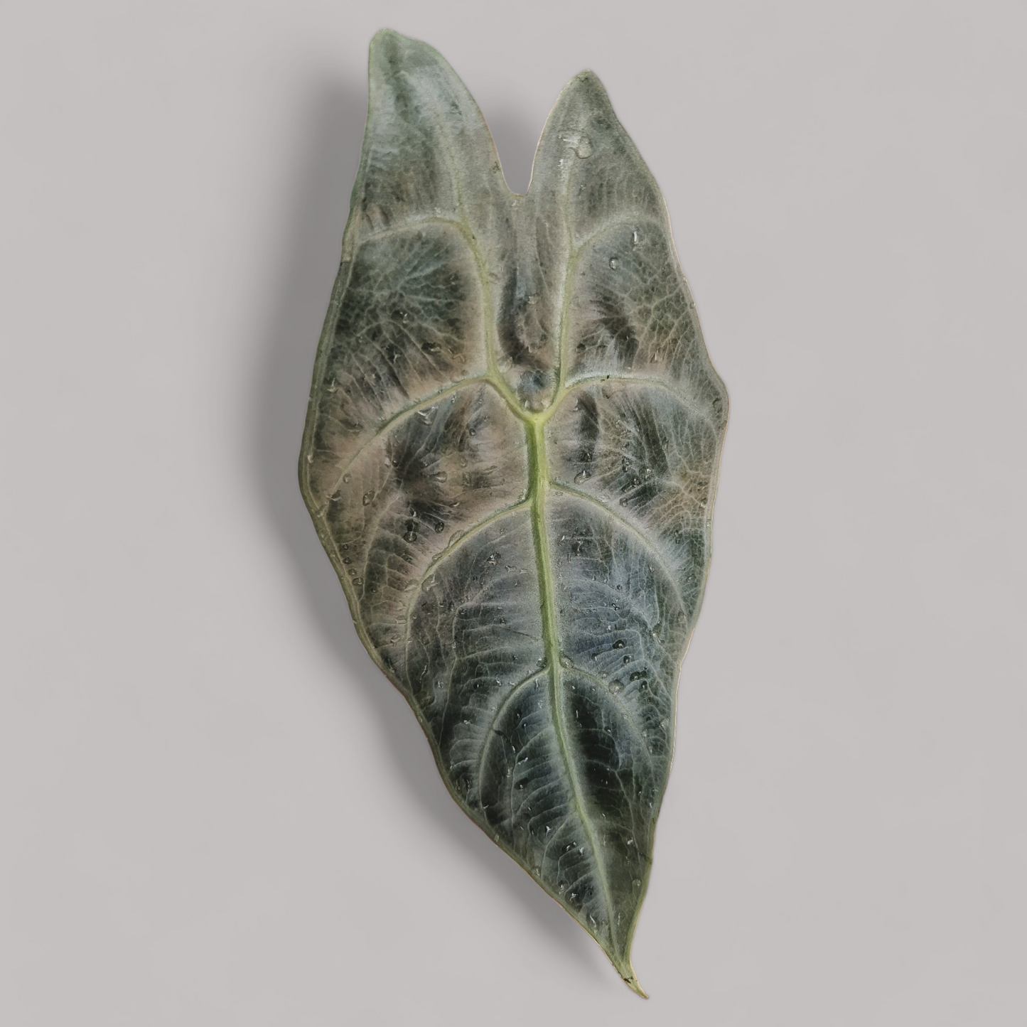 Alocasia Longiloba Silver