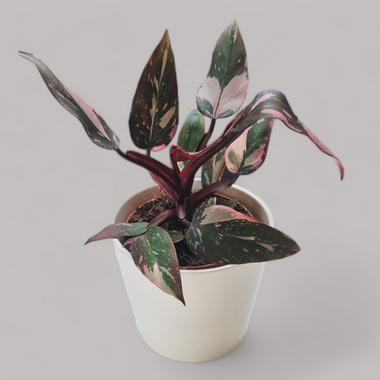 Philodendron 'Pink Princess'