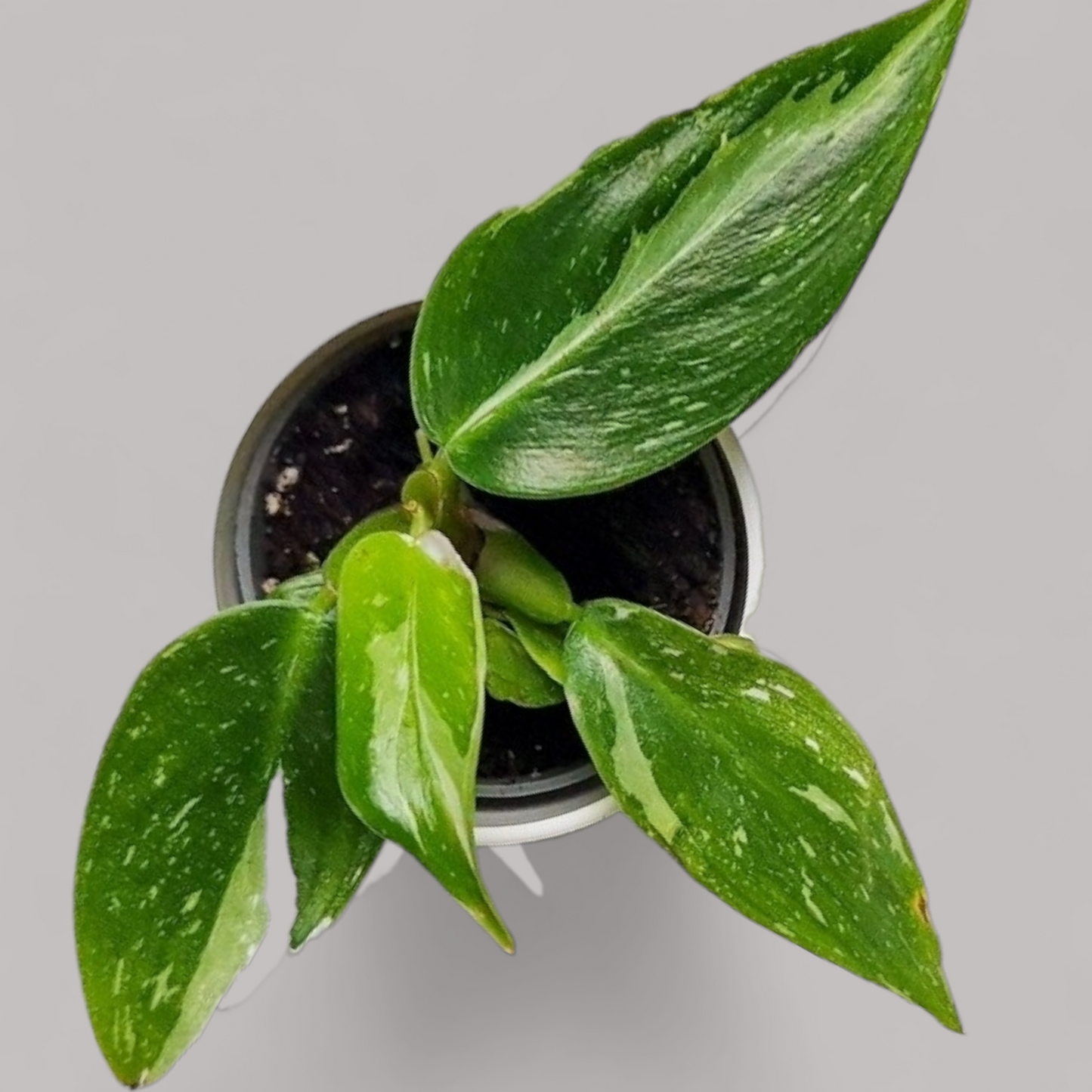 Philodendron Erubescens 'White Princess'