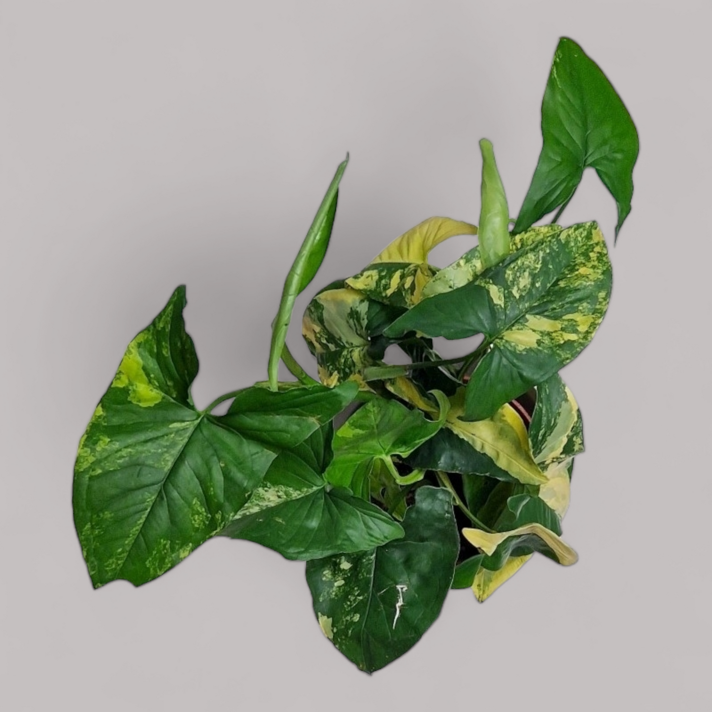 Syngonium podophyllum 'Aurea variegata'