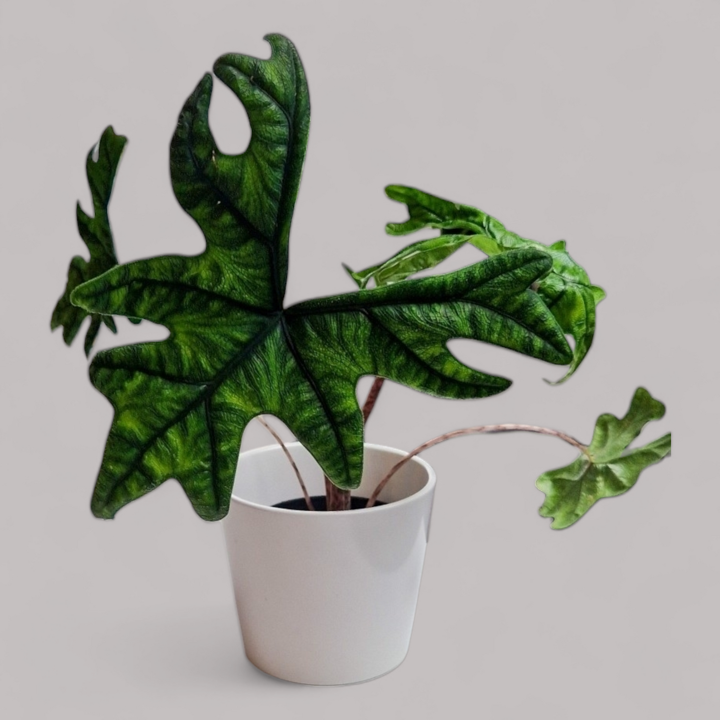 Alocasia 'Jacklyn'