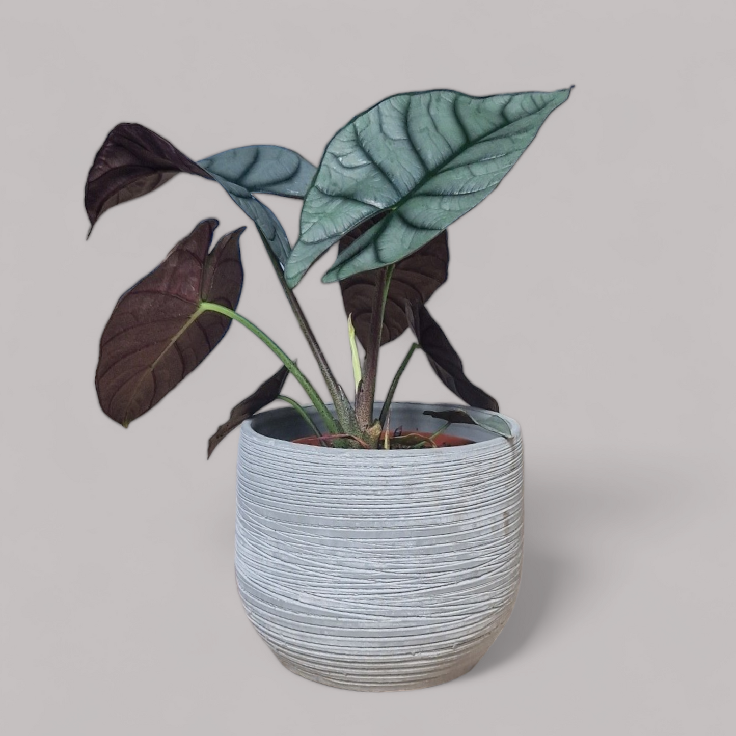 Alocasia Red Grey