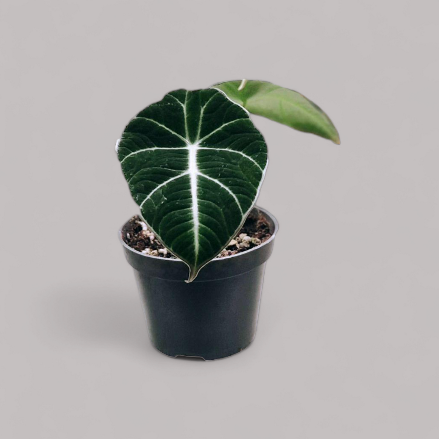 Alocasia 'Black Velvet'