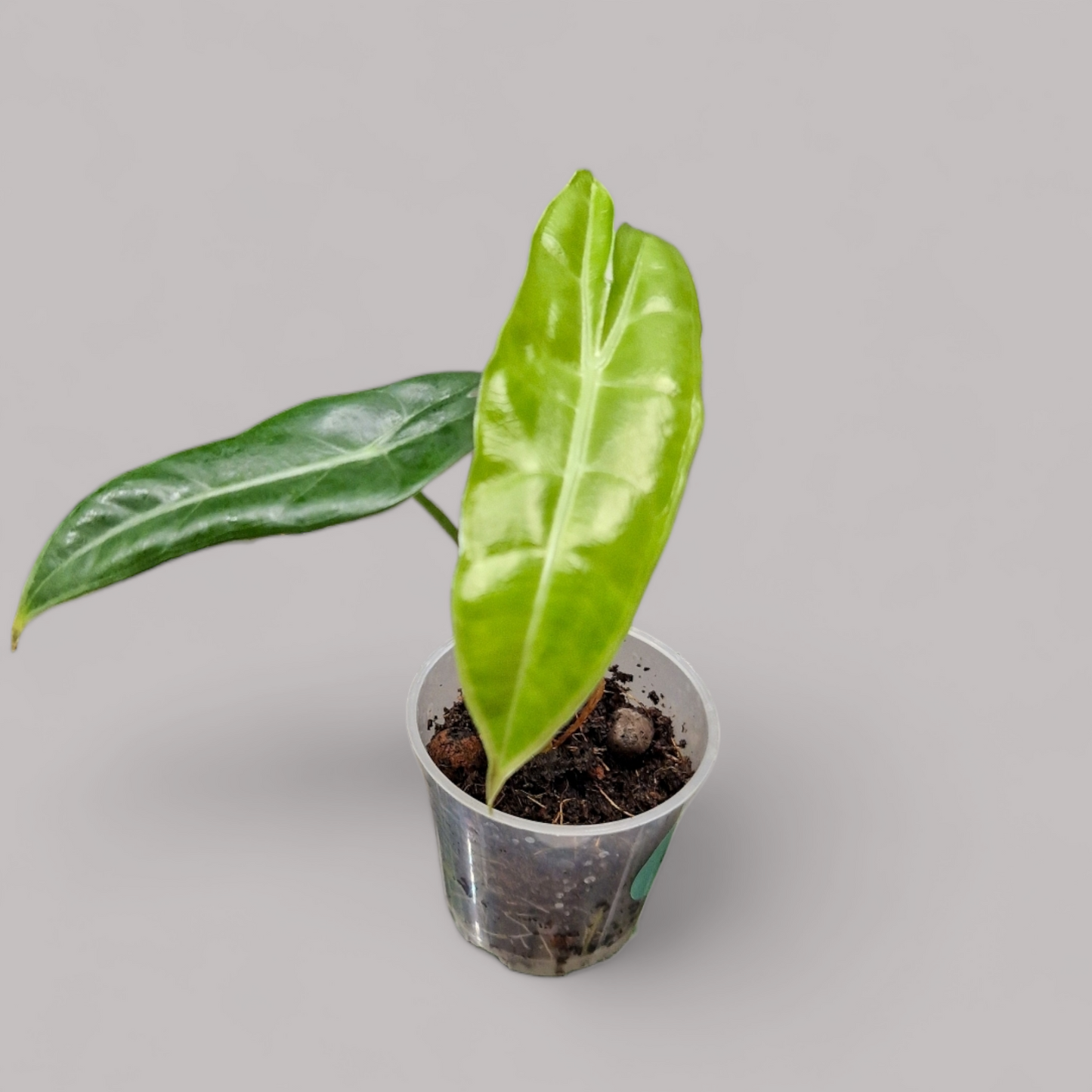 Alocasia Longiloba