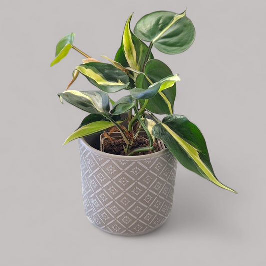 Philodendron Cream Splash