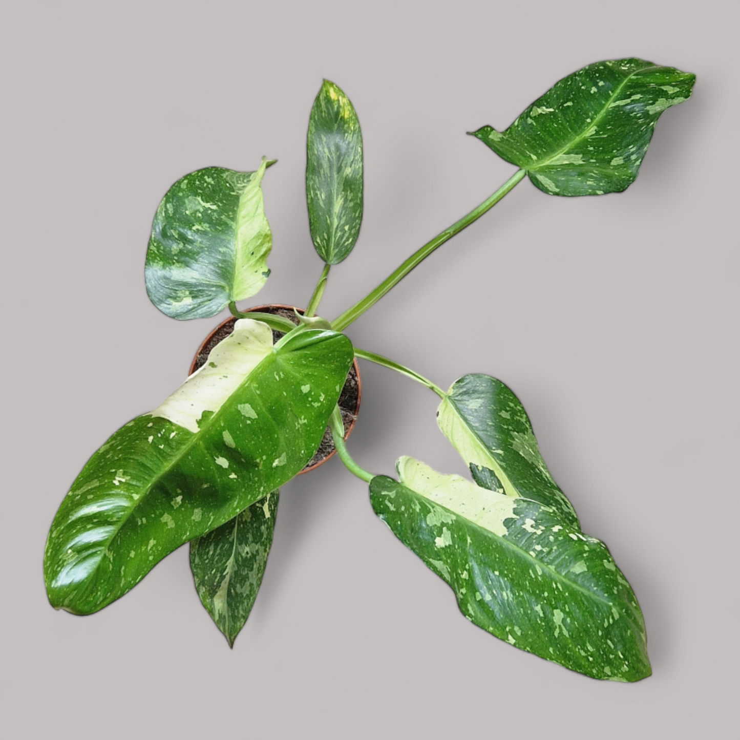 Philodendron Jose Buono