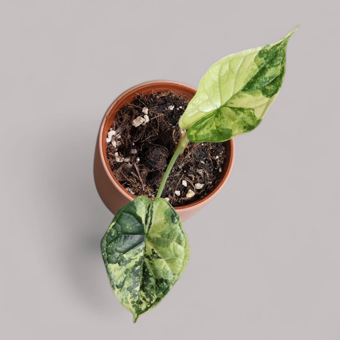 Alocasia Dragon Scale Variegata