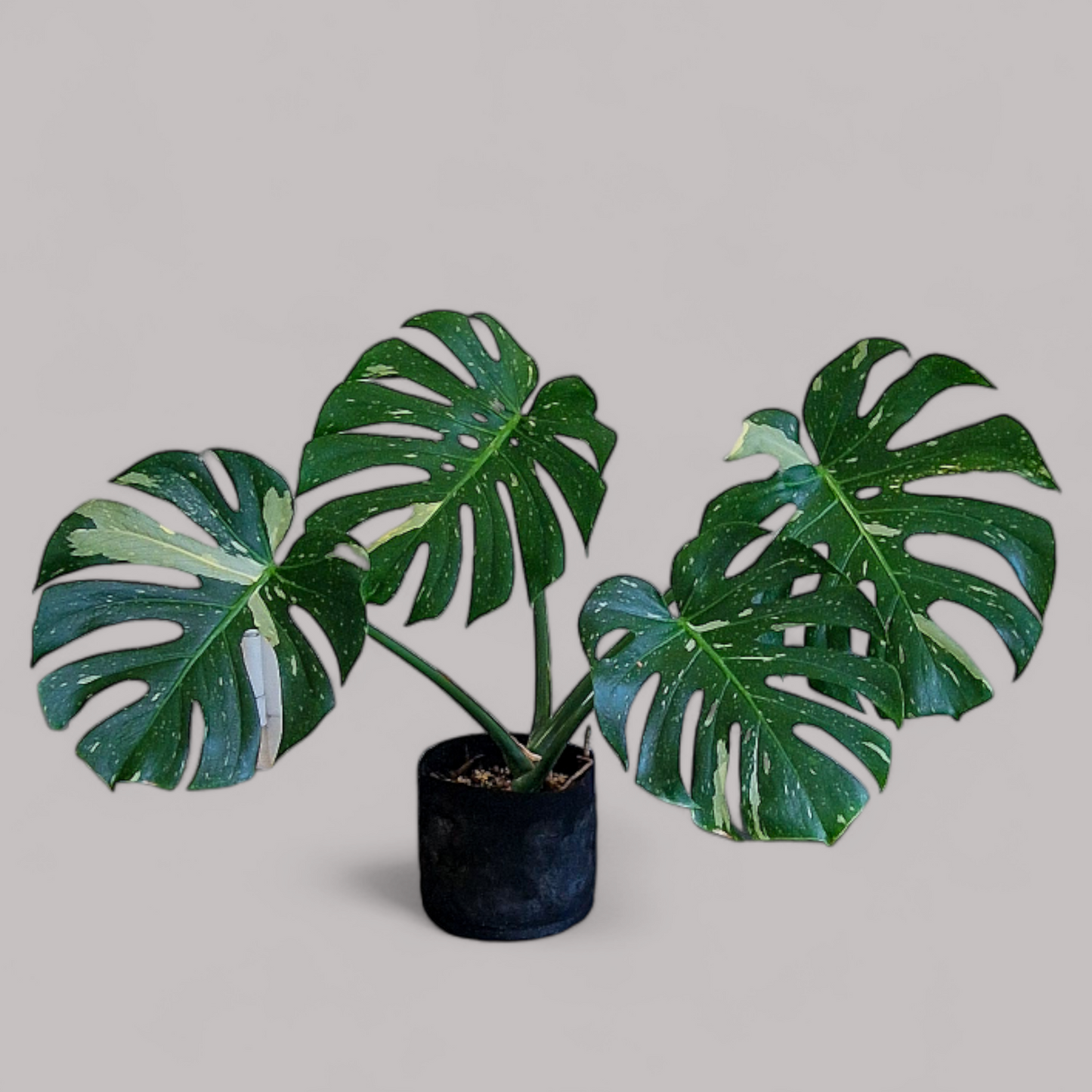 Monstera 'Thai Constellation'