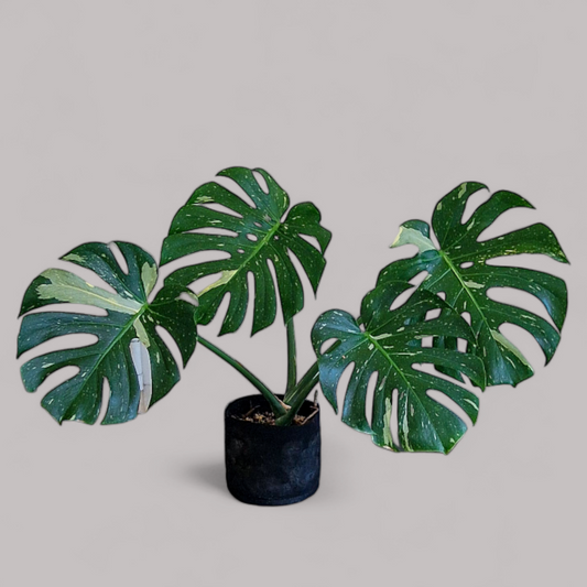 Monstera 'Thai Constellation'