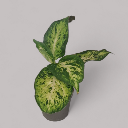 Dieffenbachia Maculata Amy