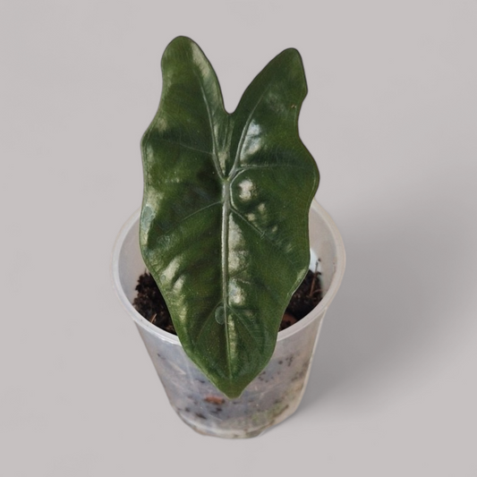 Alocasia Pseudo Sanderiana