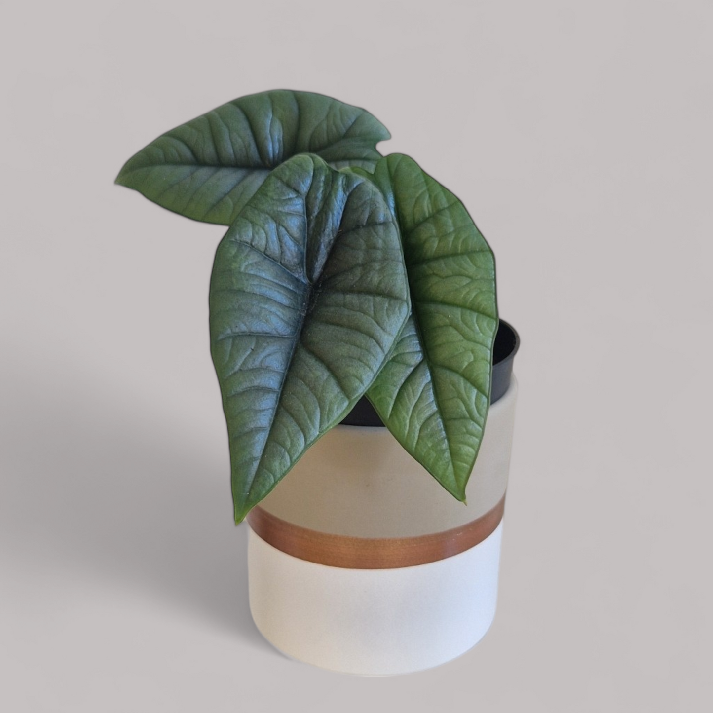 Alocasia Platinum