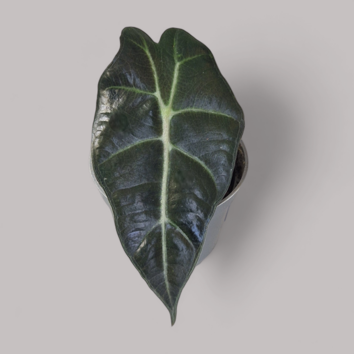 Alocasia Amazonica Polly