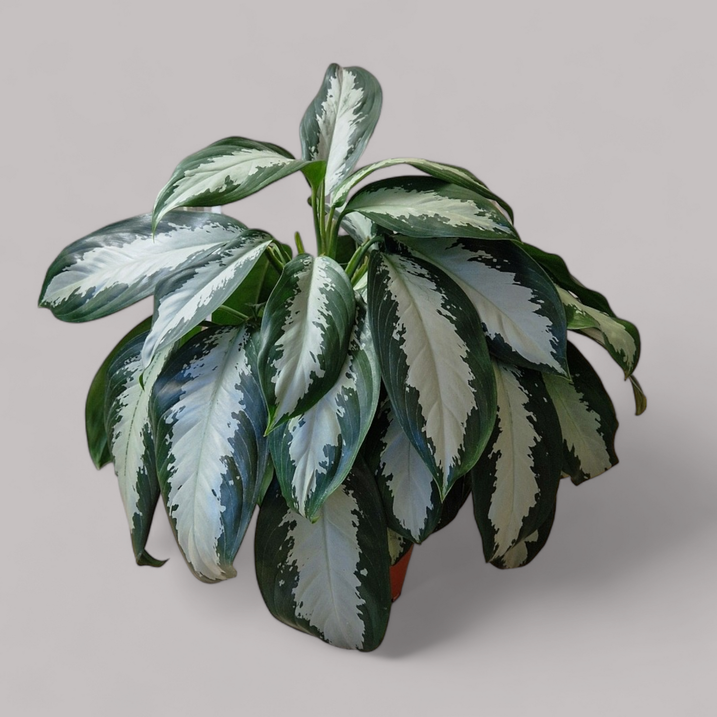 Aglaonema 'Silver Moon'