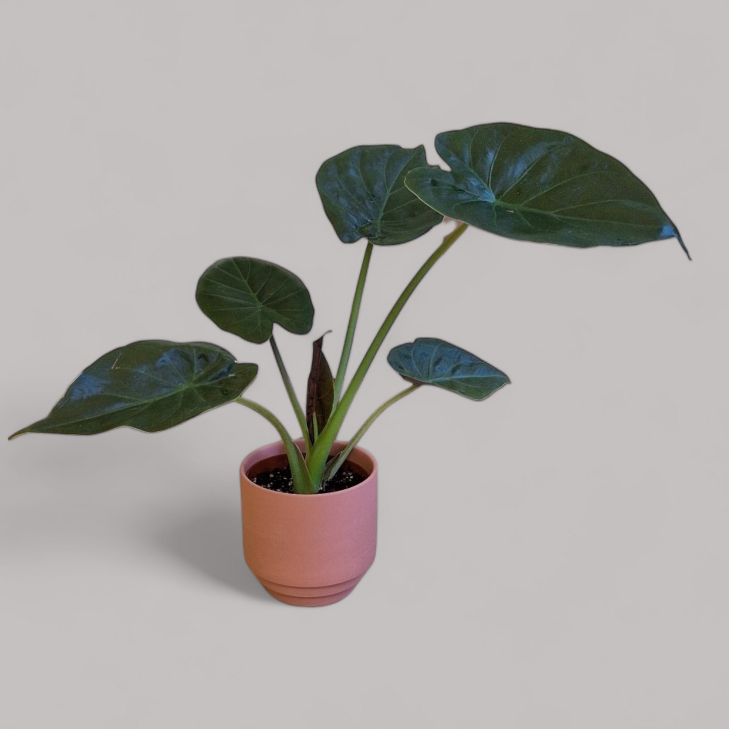 Alocasia Wentii