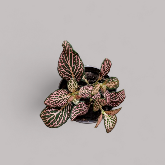 Fittonia albivenis Pink