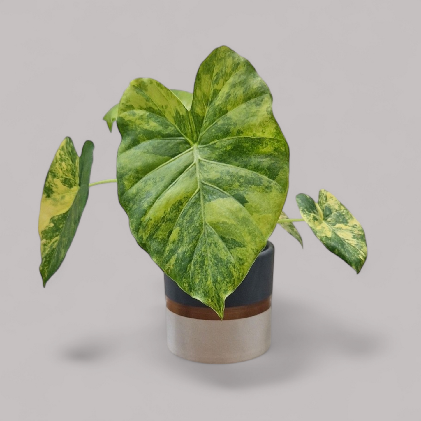 Alocasia Gageana Aurea Variegata