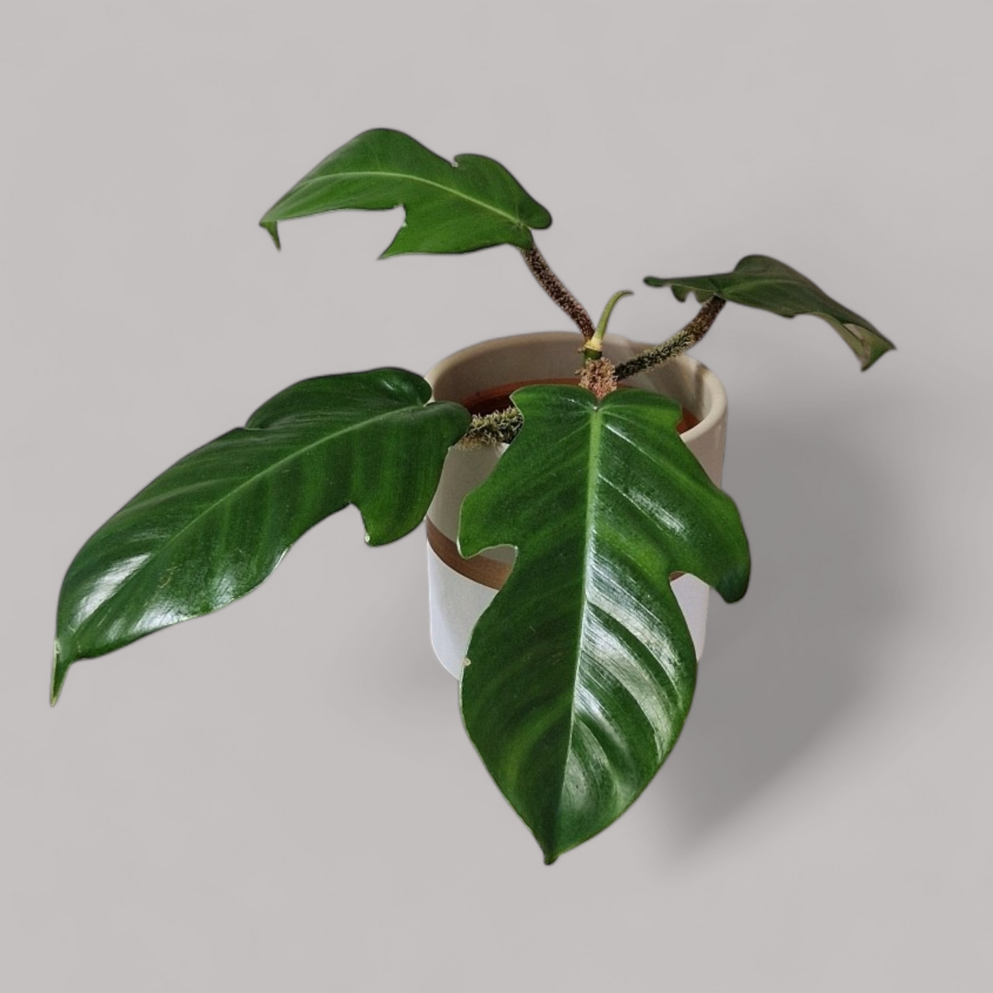 Philodendron Squamiferum