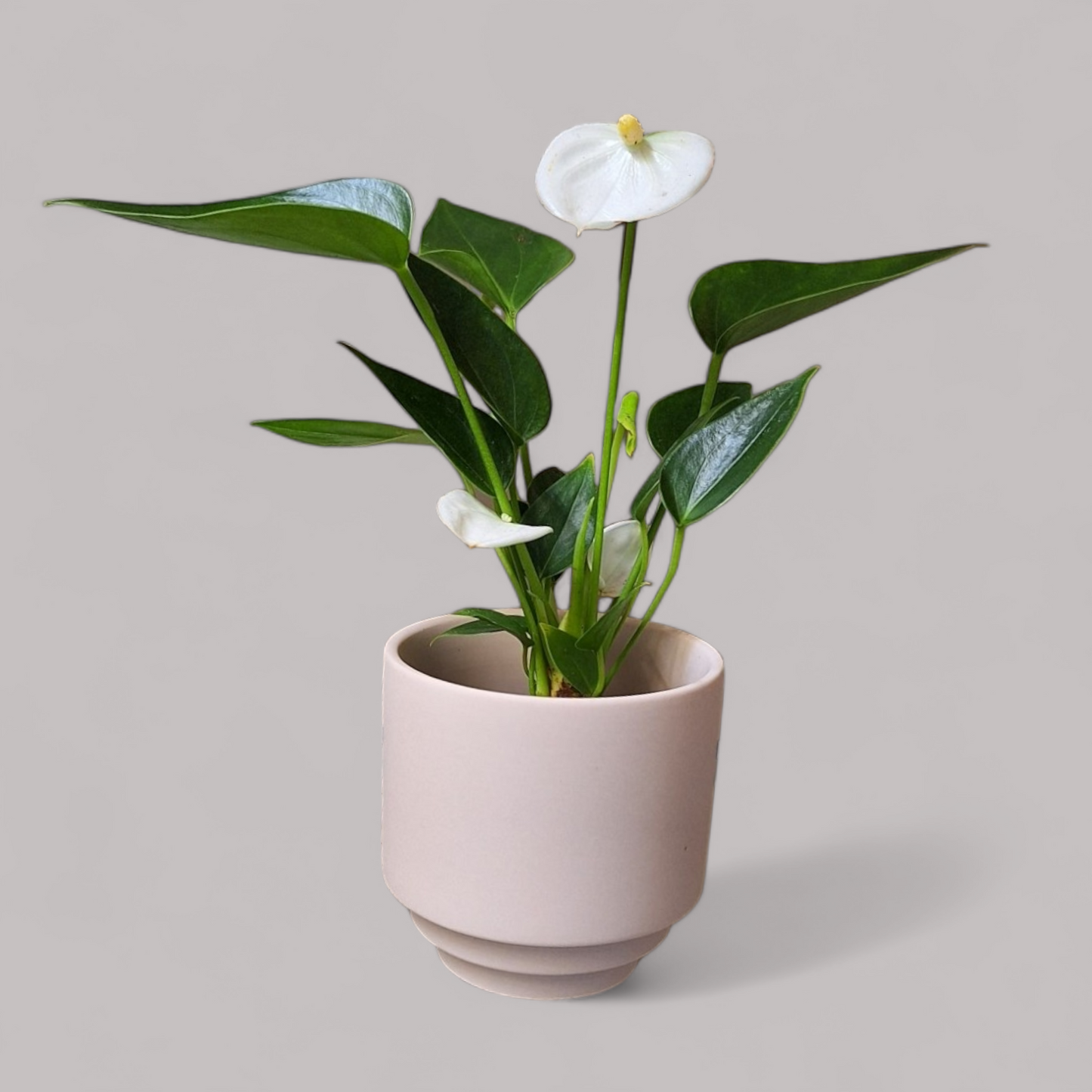 Anthurium Pearl Elido