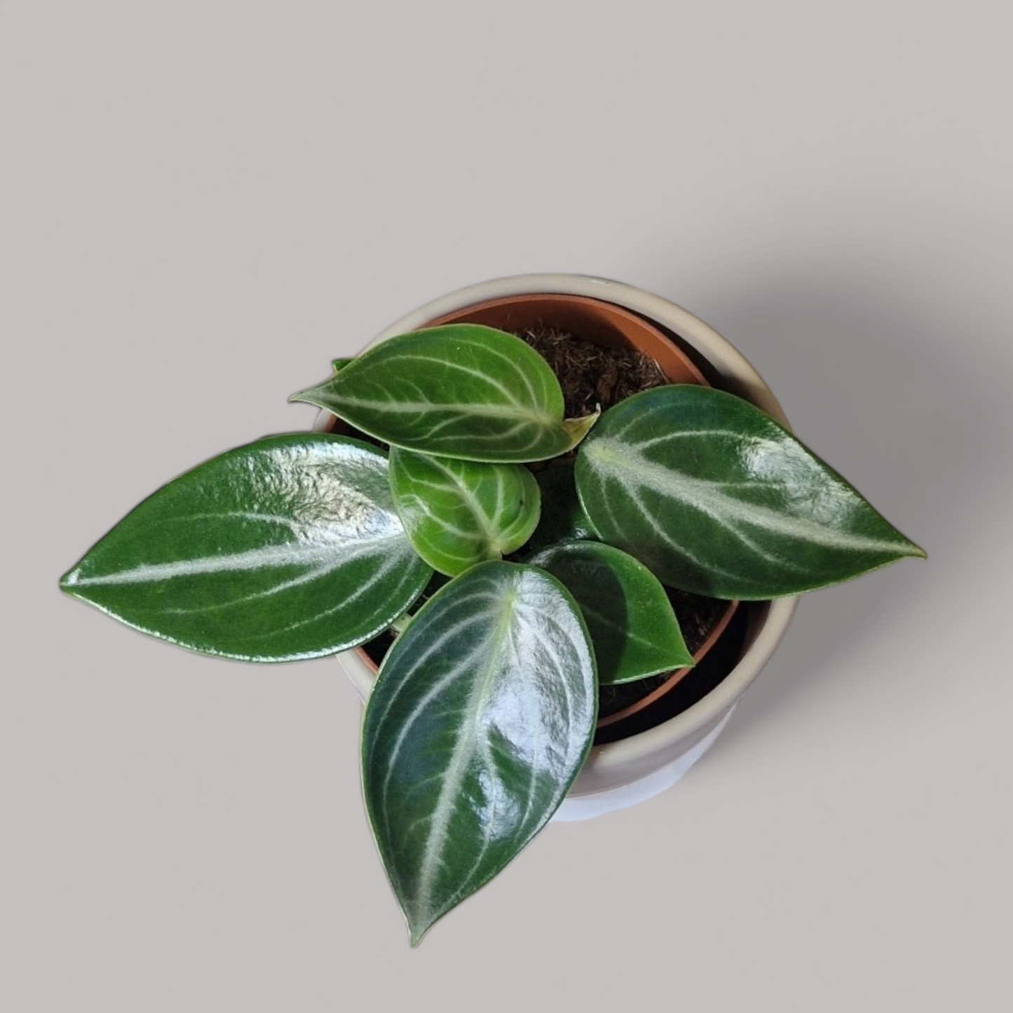 Peperomia Maculosa