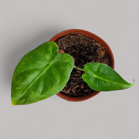 Alocasia 'Frydek' green on green