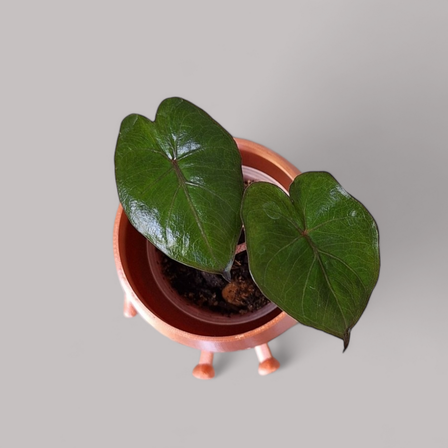 Alocasia 'Yucatan Princess'