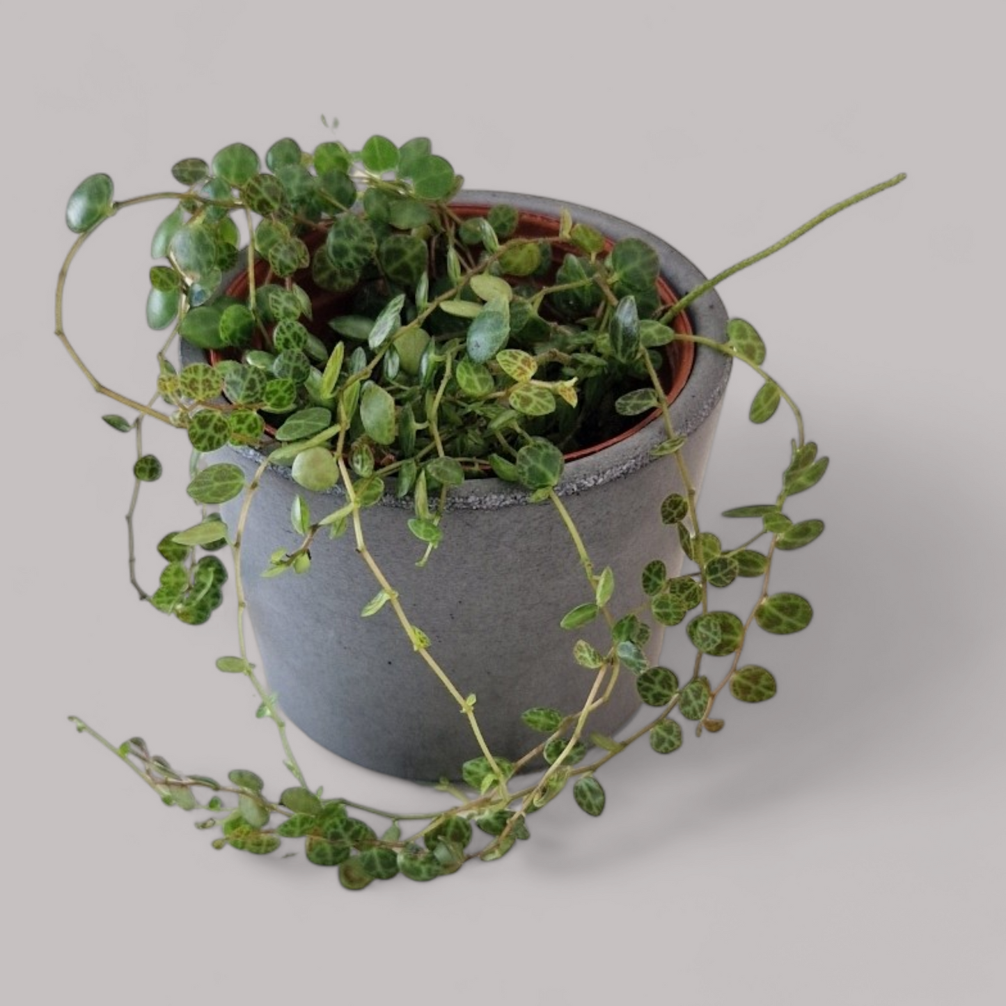 Peperomia prostrata