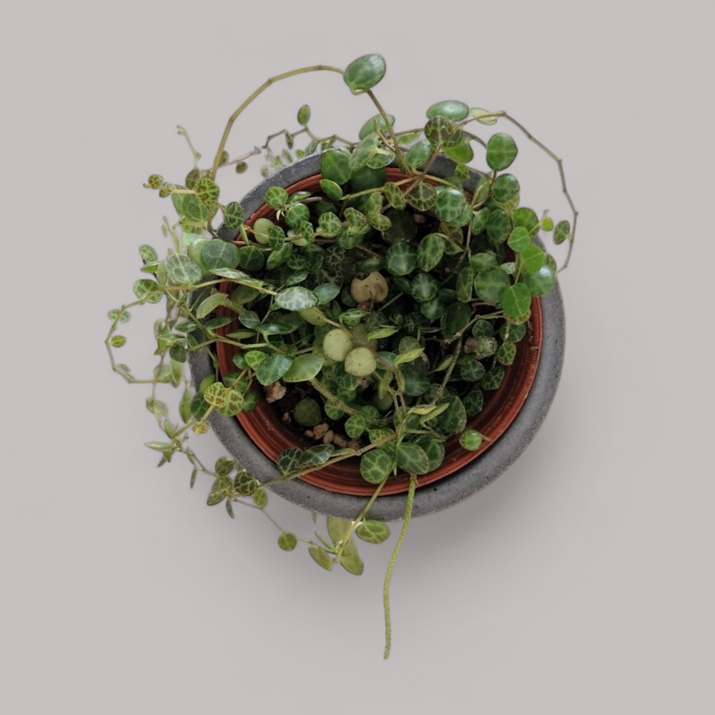 Peperomia prostrata