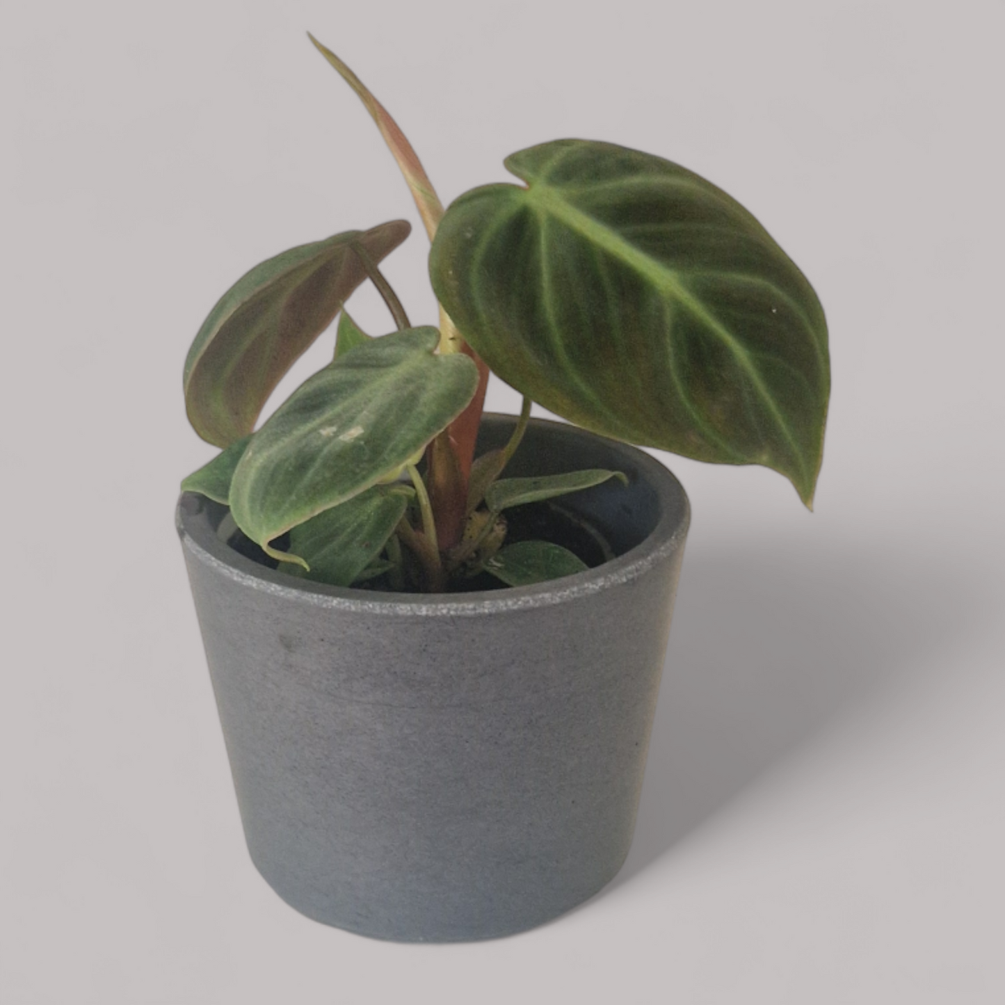 Philodendron El Choco Red