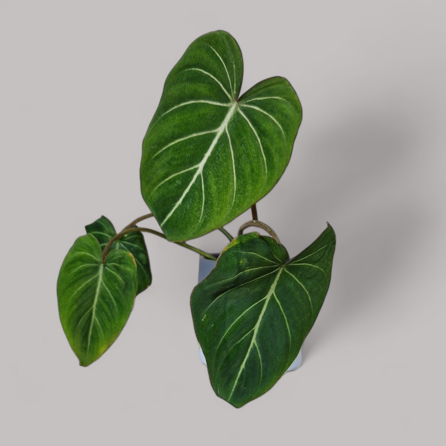 Philodendron Gloriosum