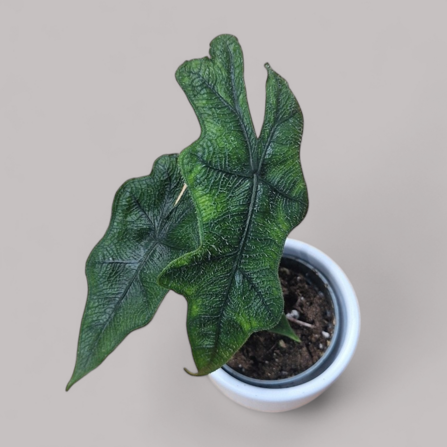 Alocasia 'Jacklyn'