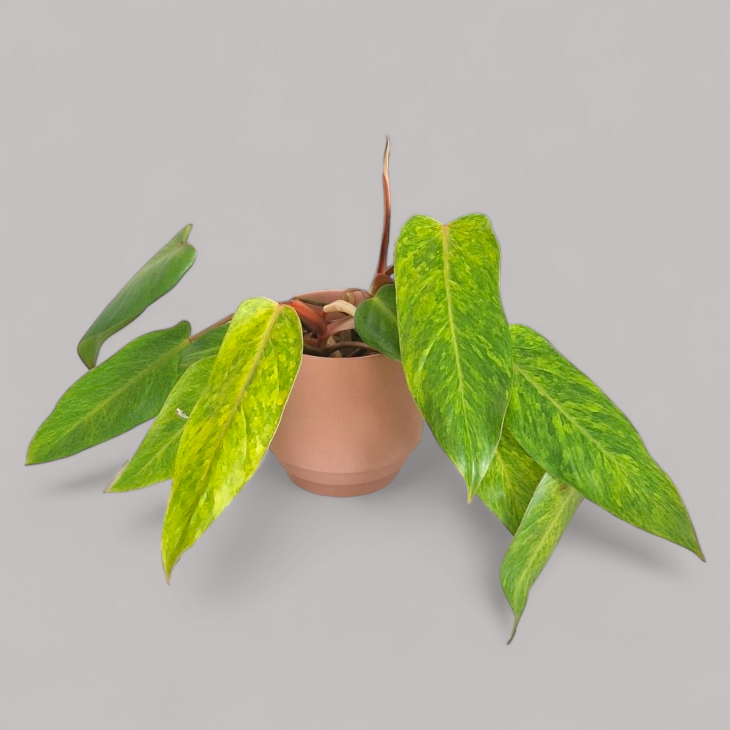 Philodendron 'Painted Lady'