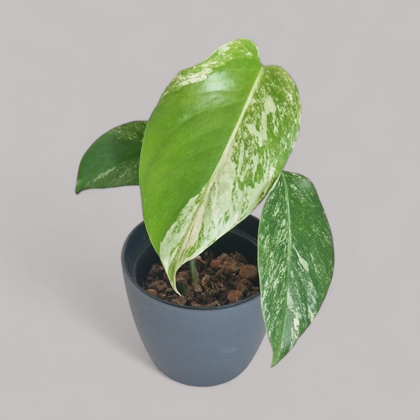 Monstera Deliciosa Albo Variegata