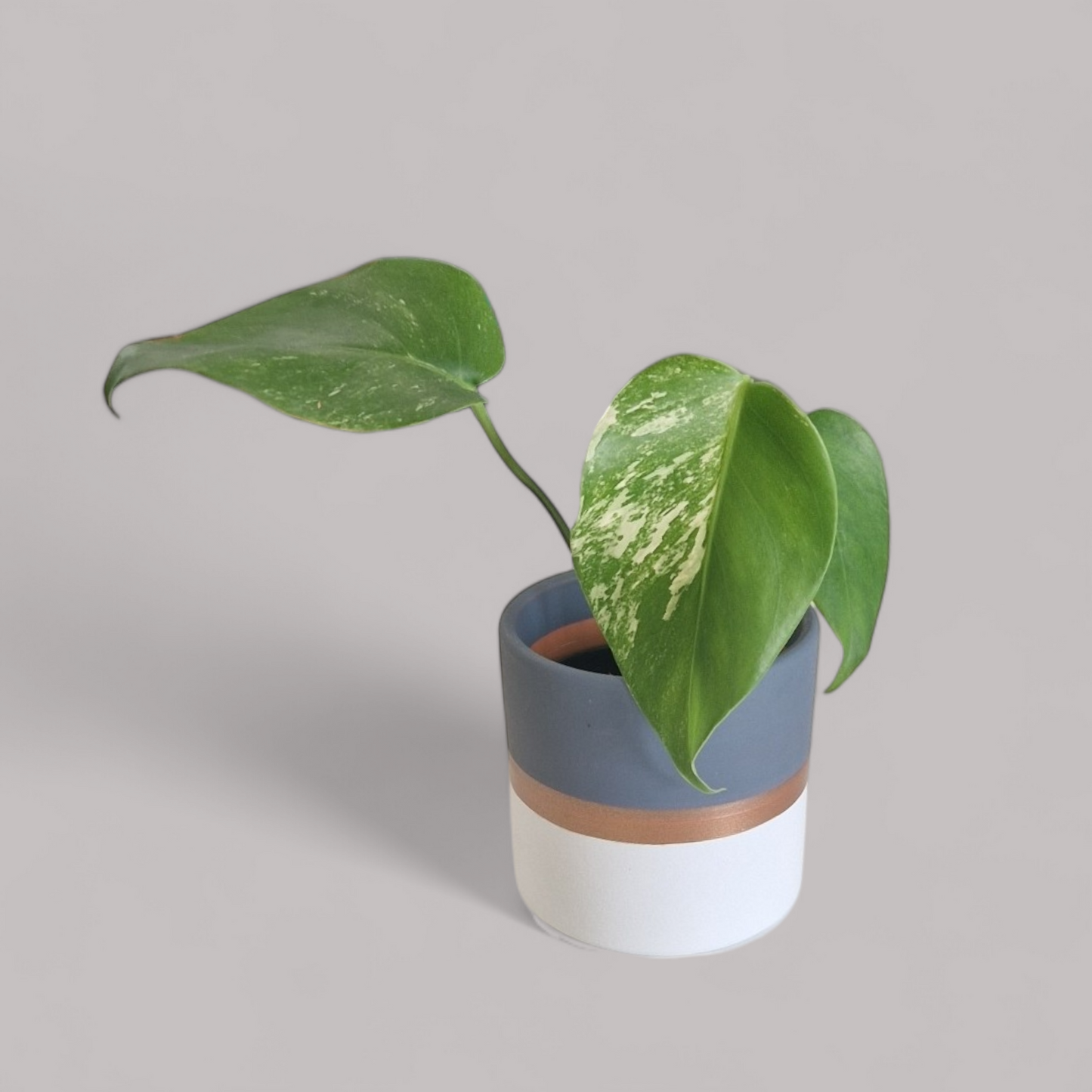 Monstera Deliciosa Albo Variegata