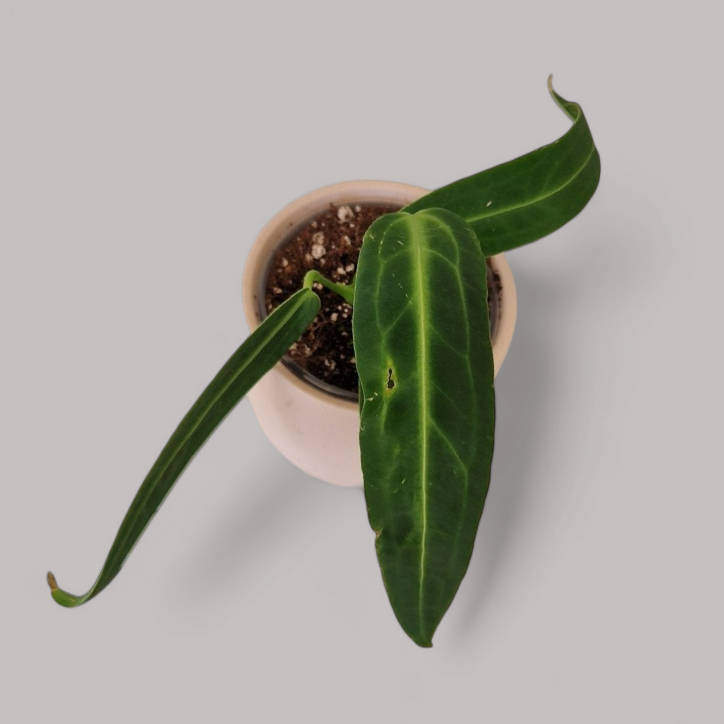 Anthurium warocqueanum