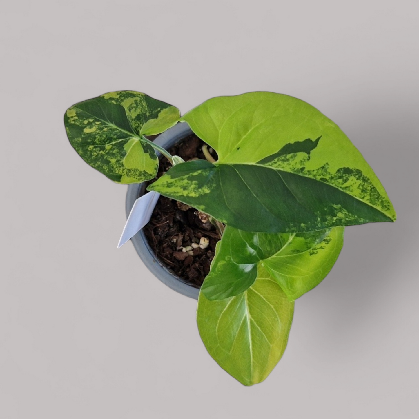 Syngonium podophyllum 'Aurea variegata'