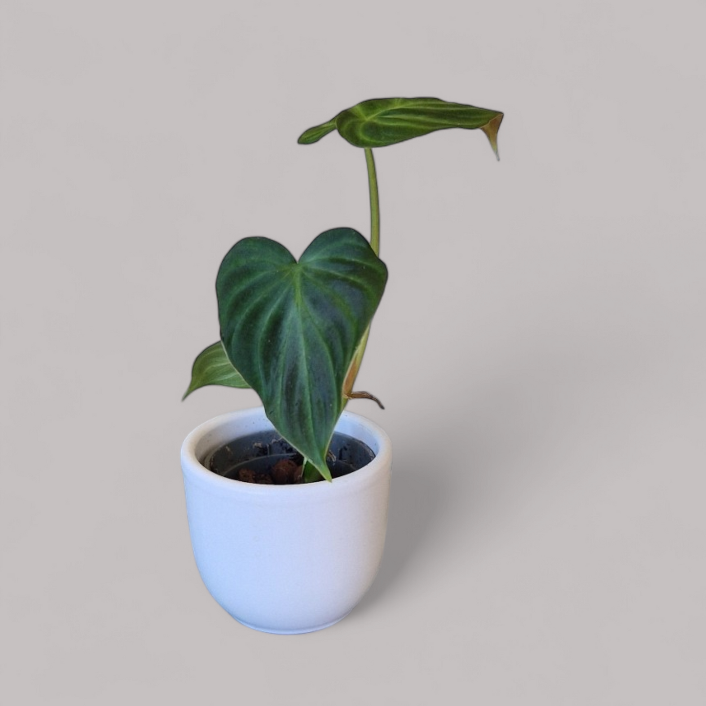 Philodendron verrucosum