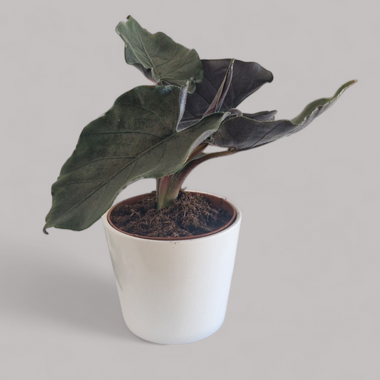 Alocasia Antorro Velvet