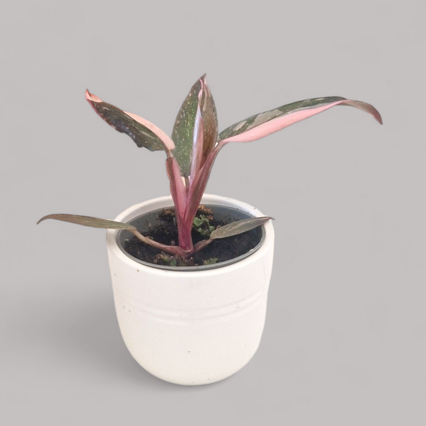 Philodendron 'Pink Princess' marble