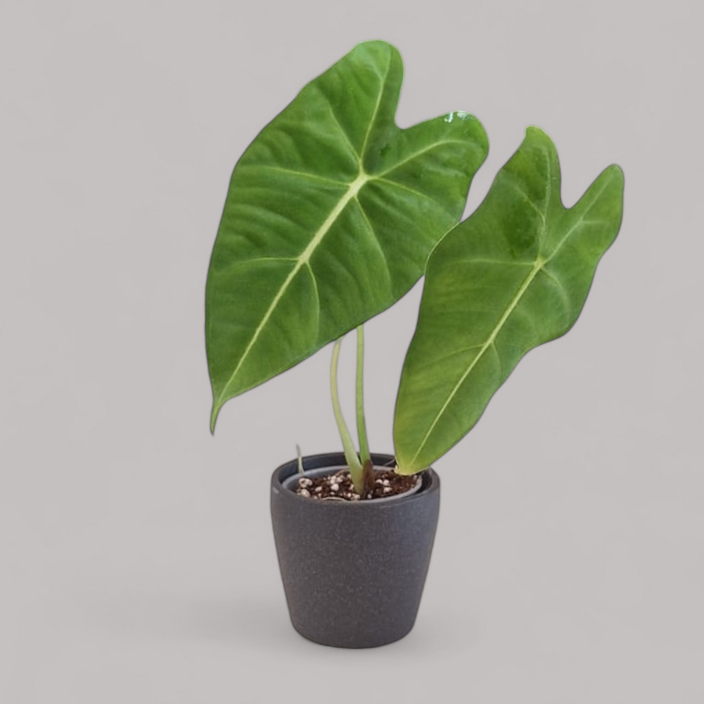 Alocasia Micholitziana 'Frydek'