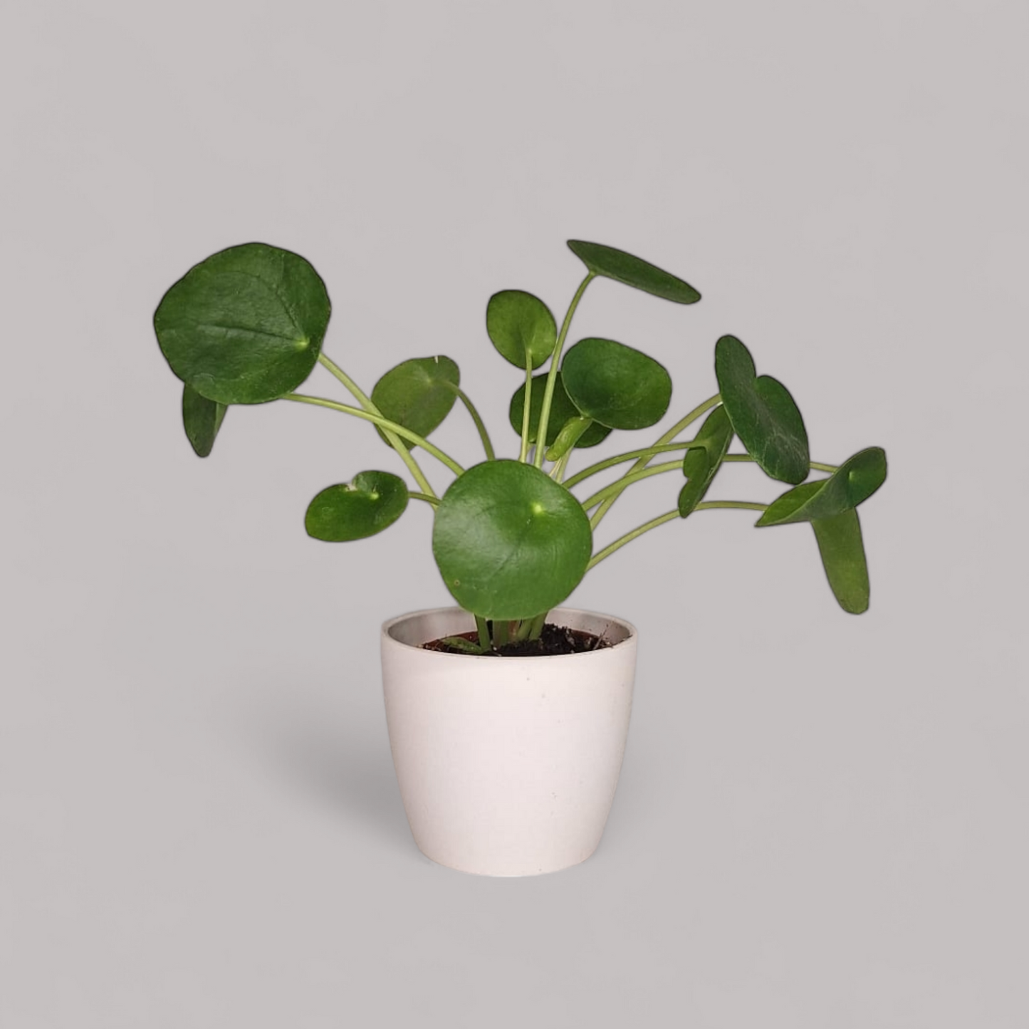 Pilea Peperomioides