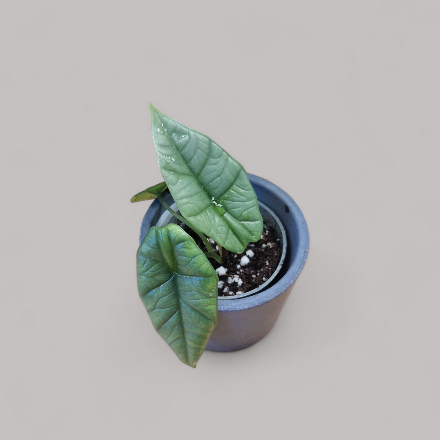 Alocasia Platinum