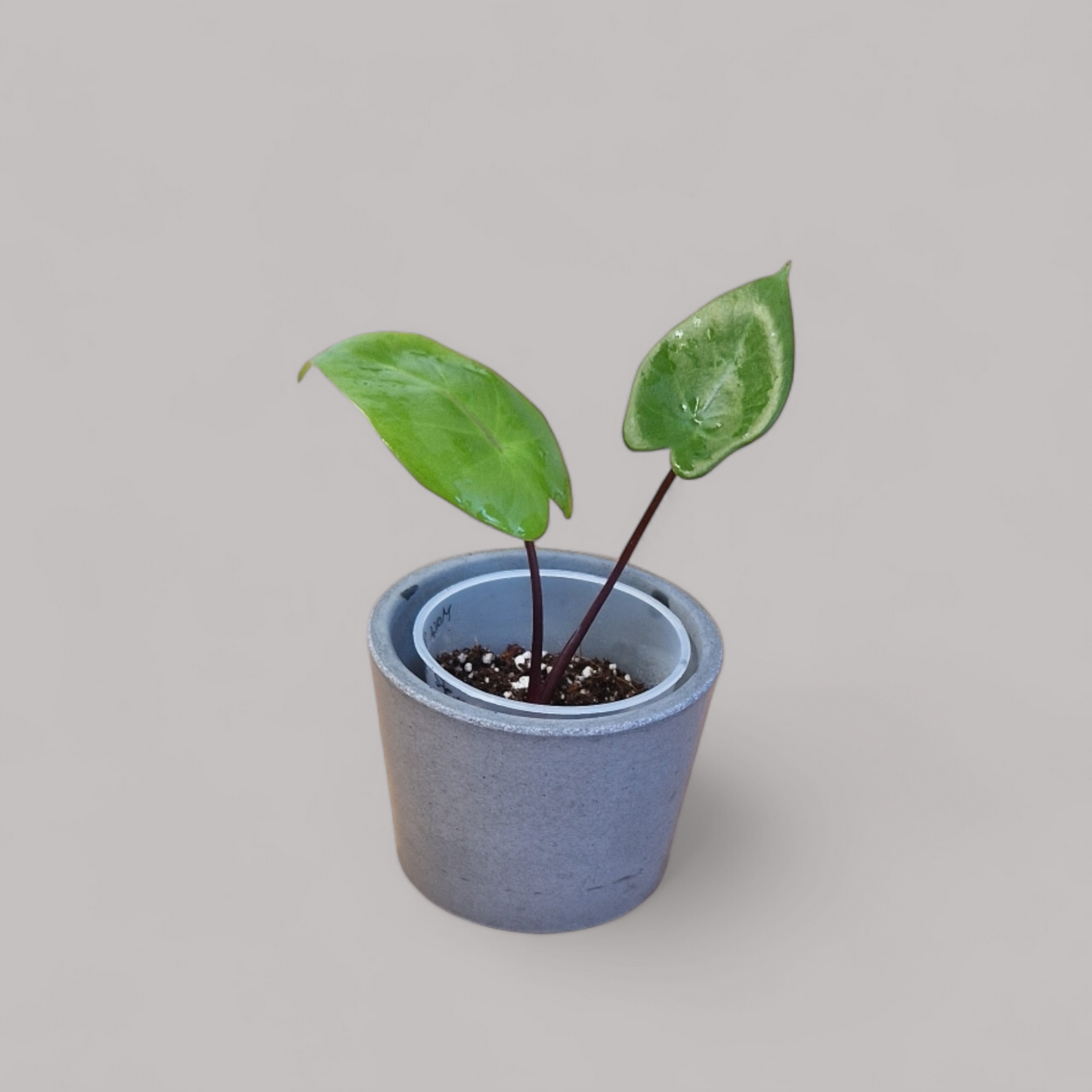 Alocasia Macrorrhiza 'Black Stem'