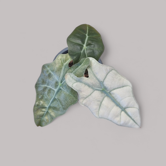 Alocasia Polly Variegata